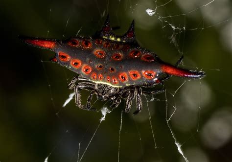 spiny orb weaver tips.